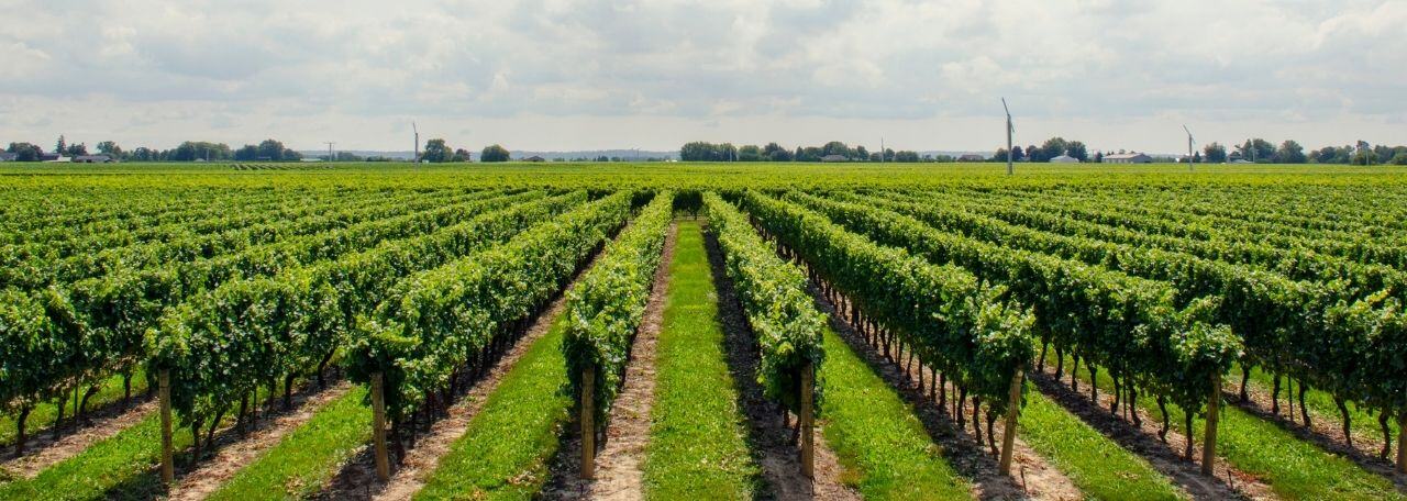Karrierestory_Eißele_Weinberg